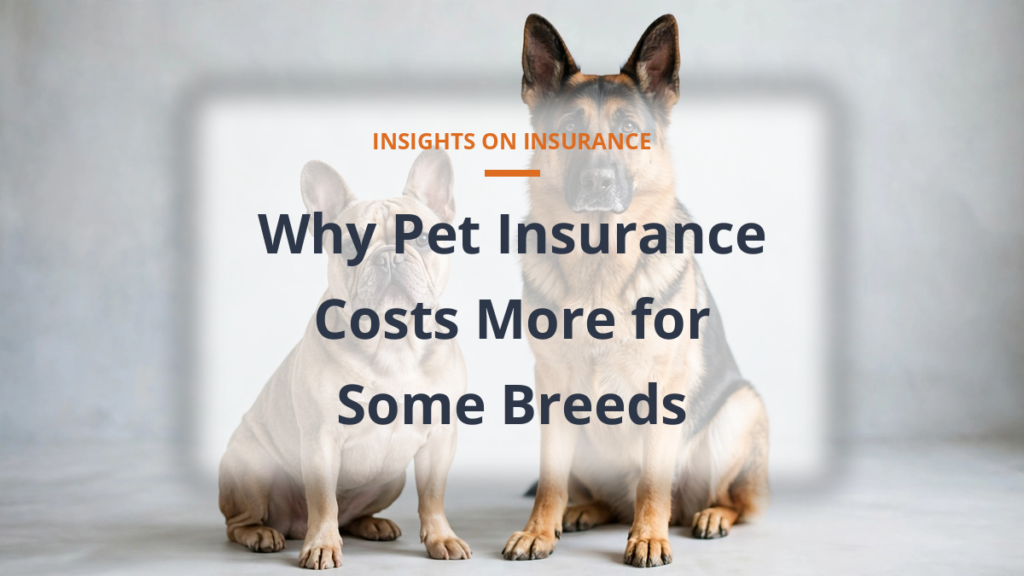 Why pet insurance costs more for some dog breeds